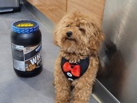4 yaşında aktif erkek toy poodle