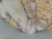 Dumbo Rat Yavrular