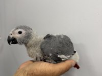 70 GÜNLÜK BEBEK JAKO EL BESLEME