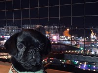 Siyah pug köpeğime ömürlük yuva arıyorum
