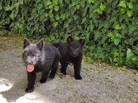 FULL BLACK ALMAN ÇOBAN KÖPEĞİ YAVRULARI Rezerve