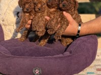 ÇİŞ EĞİTİMLİ SAĞLIK GARANTİLİ AŞILI TOY POODLE 
