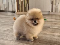 POMERANİAN BOO YAVRULARI