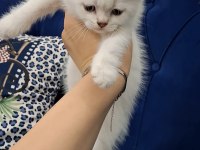 Beyaz British Shorthair