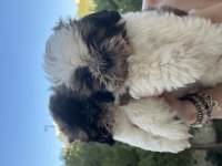 Shih Tzu Yavrular
