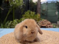 Mini lop tavşan yavruları