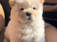 A Kalite Chow Chow Yavrularımız Çin Aslanı