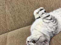 2 yaşında scottish fold