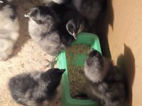 Alman uzun kuyruk australorp