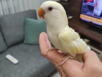 Kremino yavru sevda papağanları