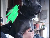 Mükemmel genetik 2.5 aylık cane corso