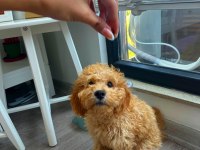 Altın tüylü 3 aylık toy poodle yavru