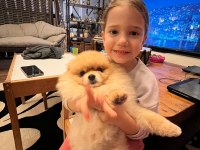 Pomeranian oğlumuz yeni eş adaylarını aramaktadır