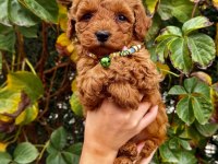 Orjinal ırk ve sağlık garantili poodle