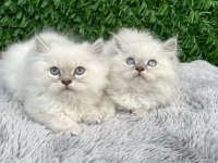 Scottish fold ve british yavrularımız