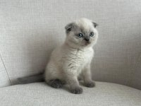 Ev Ortamında Büyümüş Eşsiz Güzellikte Scottish Fold Yavrular