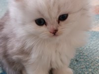 Silver british longhair dişi ve erkek bebekler