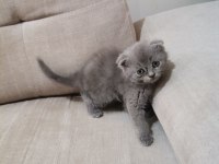 Scottish fold kediler yeni ailelerini bekliyorlar