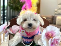 Tatlı Yavru Köpeklerimizle Tanışın!