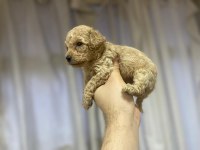 POODLE YAVRULARIMIZ YENİ YUVASINI ARIYOR