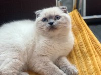 Kalbinizi Çalmaya Hazır Mavi Gözlü Bir Scottish Fold