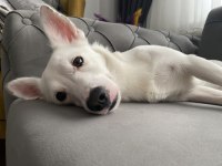 Erkek köpeğimiz olumuz bolt için yuva arıyoruz