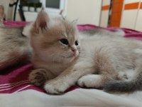 Ucretli british yavru kedi