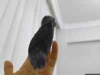 Yavru Dişi Forpus Papağanı