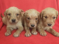 Kaliteli Golden Retriever Yavrularimiz