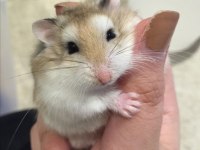 GONZALES HAMSTER YAVRULAR HERYERE GÖNDERİM VAR