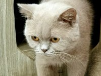 British shorthair fawn