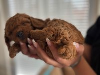 Acil sahiplendirilecek yavru toy poodle