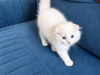 Beyaz Mavi Gözlü Erkek Scottish Fold Longhair Yavru