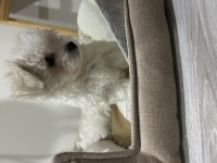 Orjinan Maltese IRK OLARAK KÜÇÜK EVİNİZİN BÜYÜK DOSTU