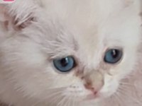 Şafkan British Shorthair