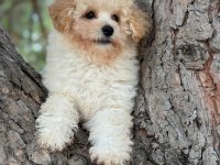 Maltipoo Yavrumuz