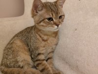 Safkan orijinal british shorthair yavrular