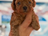 Avuç içi kadar mutluluk toy poodle yavrularım