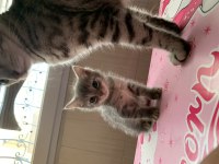Güzellik kedilere yuva arıyorum