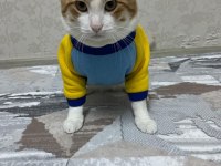 Sağlık problemlerinden dolayı kedimi sahiplendirmek
