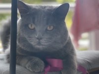 British shorthair kedimiz
