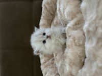 British Longhair Bebekler