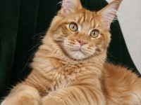 Xxxl Kırmızı Maine Coon Erkek