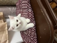 Scottish fold kedimiz sahiplendirilecek