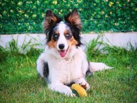 Yetişkin SCR li border collie