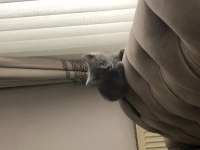 3 Aylık Leo British Shorthair