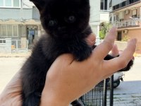 2 aylık dişi british shorthair