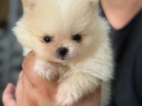 MANİSA POMERANİAN ERKEK YAVRULAR TEDDY BEAR