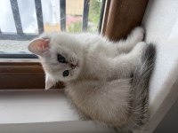 Ocean Blue Prenses British Shorthair