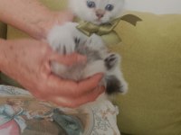 Blue point british shorthair yavrular